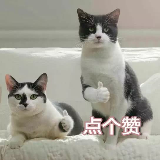 爱奇艺qsv格式视频怎么转换成mp4?